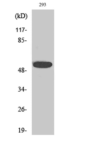 InsP6 Kinase 3 rabbit pAb