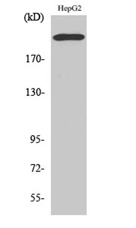 Integrin β4 rabbit pAb