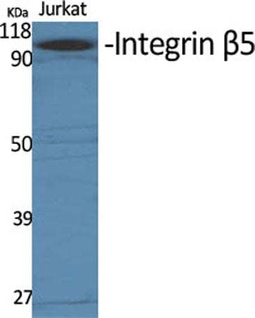 Integrin β5 rabbit pAb