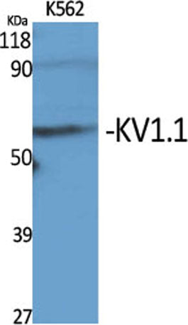 KV1.1 rabbit pAb