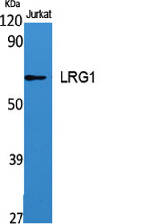 LRG1 rabbit pAb