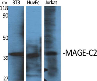 MAGE-C2 rabbit pAb