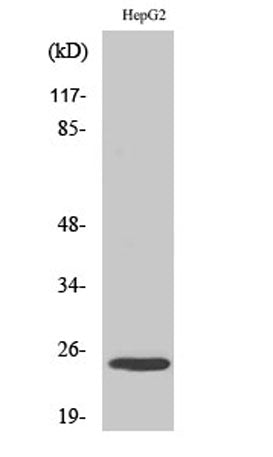 MaxiKβ rabbit pAb