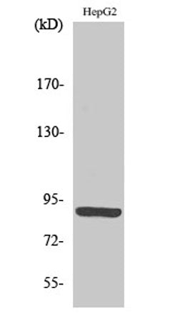 M-cadherin rabbit pAb
