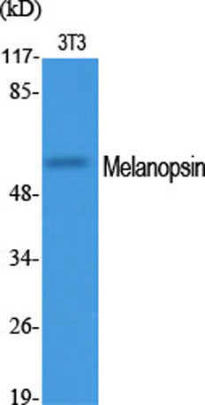 Melanopsin rabbit pAb