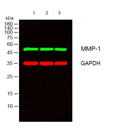 MMP-1 rabbit pAb