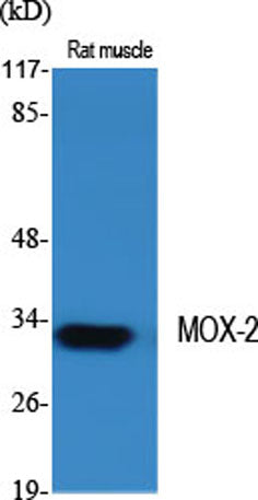MOX-2 rabbit pAb