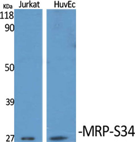 MRP-S34 rabbit pAb