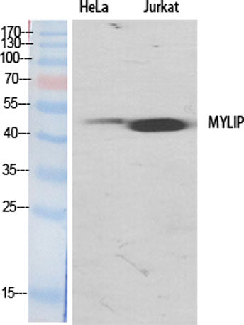 MYLIP rabbit pAb