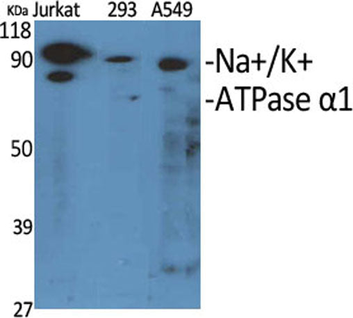 Na+/K+-ATPase α1 rabbit pAb