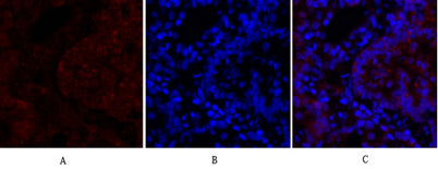 N-cadherin rabbit pAb
