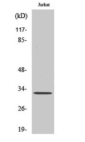 Neuralized-2 rabbit pAb
