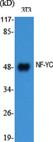 NF-YC rabbit pAb