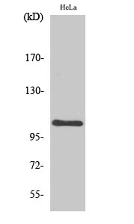 NFκB-p105 rabbit pAb