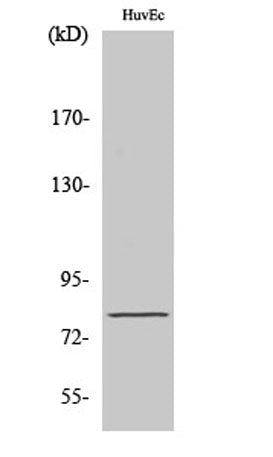 NOL10 rabbit pAb