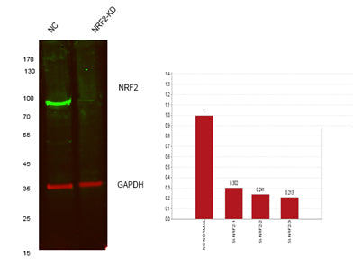 Nrf2 rabbit pAb