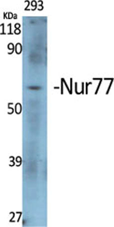 Nur77 rabbit pAb