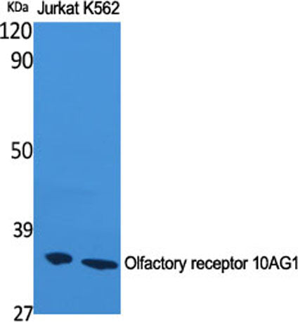 Olfactory receptor 10AG1 rabbit pAb