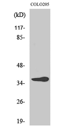 Olfactory receptor 10G6 rabbit pAb