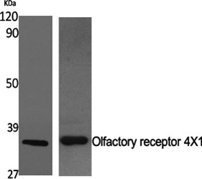 Olfactory receptor 4X1 rabbit pAb
