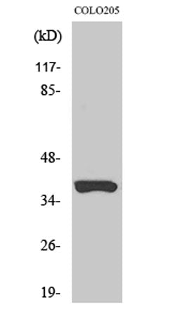Olfactory receptor 52B2 rabbit pAb