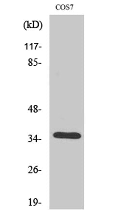 Olfactory receptor 52E1 rabbit pAb
