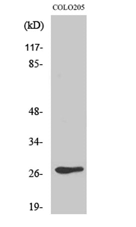 Olfactory receptor 5D3 rabbit pAb