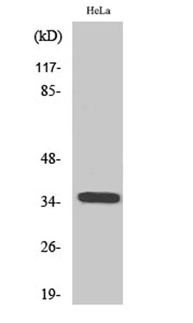 Olfactory receptor 6C3 rabbit pAb