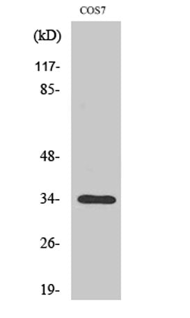 Olfactory receptor 7A10 rabbit pAb
