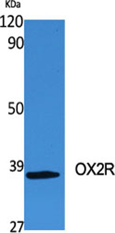 OX2R rabbit pAb