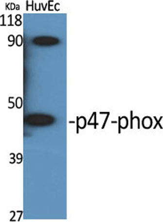 p47-phox rabbit pAb