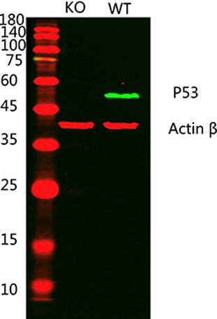 p53 Rabbit pAb