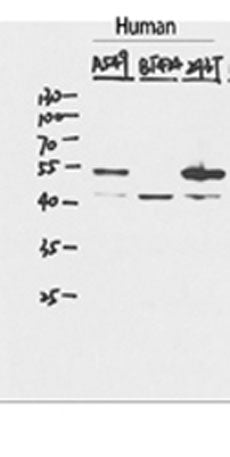 p53 Rabbit pAb