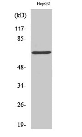 p68 RNA Helicase rabbit pAb