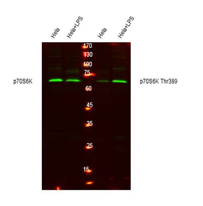 p70 S6 kinase α rabbit pAb