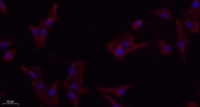 PDGFR-β rabbit pAb