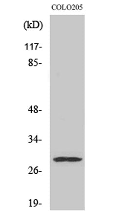 Peroxin 11β rabbit pAb