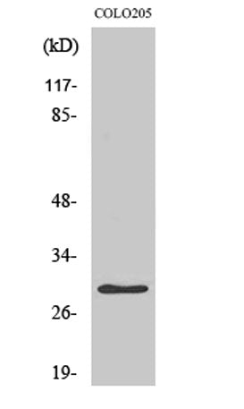 PGLS rabbit pAb
