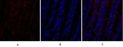PI 3-kinase p110α rabbit pAb