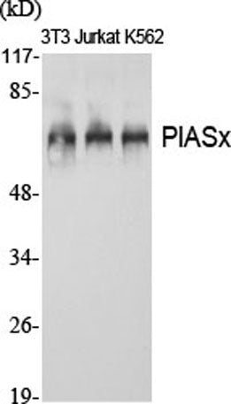 PIASx rabbit pAb