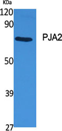 PJA2 rabbit pAb
