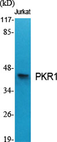 PKR1 rabbit pAb