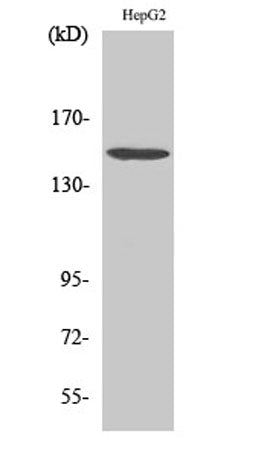 PLC β3 rabbit pAb