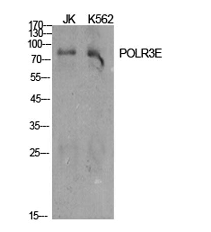 POLR3E rabbit pAb