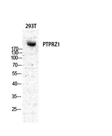 PTPζ rabbit pAb