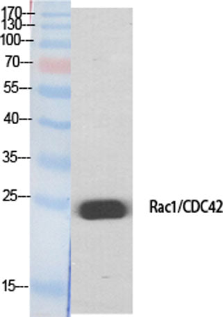 Rac1/2/3/CDC42 rabbit pAb