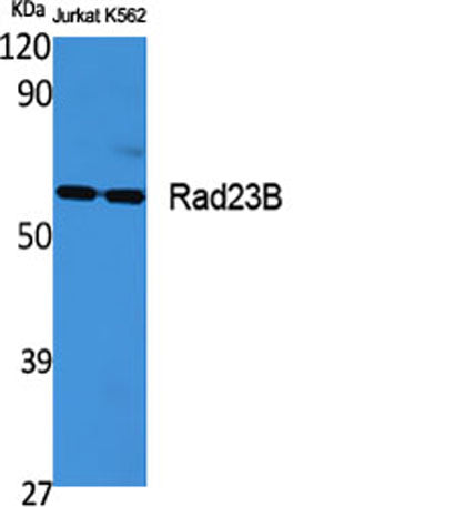 Rad23B rabbit pAb