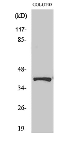 Renin Receptor rabbit pAb