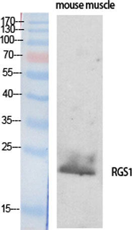 RGS1 rabbit pAb