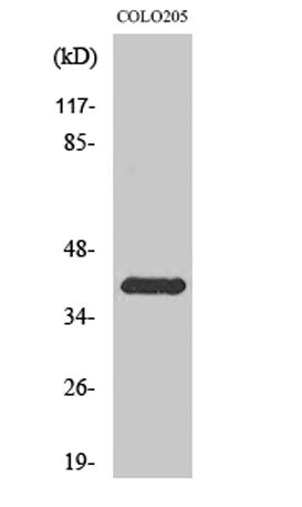 Rhodopsin rabbit pAb